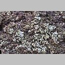 znalezisko 20200216.10.20 - Parmeliopsis ambigua (płaskotka rozlana); Katowice, Las Murckowski
