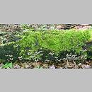 znalezisko 19980531.5.98 - Auricularia mesenterica (uszak skórnikowaty); Dolny Śląsk, dolina Odry