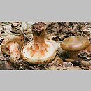 znalezisko 19980712.14.98 - Paxillus involutus (krowiak podwinięty); Dolny Śląsk, lasy milickie
