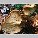 znalezisko 19980712.18.98 - Tapinella atrotomentosa (krowiak aksamitny); Dolny Śląsk, lasy milickie