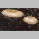 znalezisko 19980728.3.98 - Russula decolorans (gołąbek płowiejący); okolice Kołobrzegu, wybrzeże