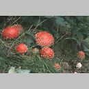 znalezisko 19980919.2.98 - Amanita muscaria (muchomor czerwony); Dolny Śląsk, okolice Obornik Śląskich