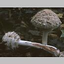 znalezisko 19980912.4.98 - Chlorophyllum rachodes (czubajka czerwieniejąca); Dolny Śląsk, okolice Obornik Śląskich