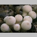 znalezisko 19980925.8.98 - Lycoperdon perlatum (purchawka chropowata); Dolny Śląsk, lasy milickie