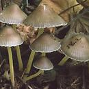 znalezisko 19980928.2.98 - Mycena epipterygia var. viscosa (grzybówka cytrynowa odm. nadrzewna); Puszcza Białowieska