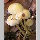 znalezisko 19981010.15.98 - Mycena epipterygia (grzybówka cytrynowa); Dolny Śląsk, lasy milickie