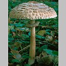 znalezisko 19981016.6.98 - Chlorophyllum rachodes (czubajka czerwieniejąca); Dolny Śląsk, okolice Żmigrodu