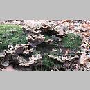 znalezisko 19981031.2.98 - Auricularia mesenterica (uszak skórnikowaty); Dolny Śląsk, dolina Odry