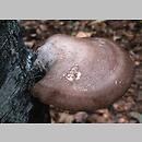 znalezisko 19981107.2.98 - Piptoporus betulinus (pniarek brzozowy); Antonin