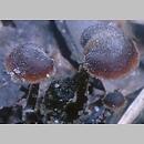 znalezisko 19990621.5.99 - Auriscalpium vulgare (szyszkolubka kolczasta); Uznam, wybrzeże