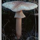 znalezisko 19990703.5.99 - Amanita rubescens (muchomor czerwieniejący); Dolny Śląsk, dolina Odry