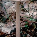 Amanita fulva (muchomor rdzawobrÄ…zowy)