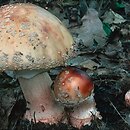znalezisko 19990724.8.99 - Amanita rubescens (muchomor czerwieniejący); Dolny Śląsk, dolina Odry