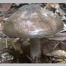 znalezisko 19990814.5.99 - Pluteus atricapillus (drobnołuszczak jeleni); Dolny Śląsk, lasy milickie