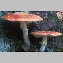 znalezisko 19990920.2.99 - Amanita muscaria (muchomor czerwony); Góry Bialskie