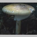 znalezisko 19990929.1.99 - Amanita phalloides (muchomor zielonawy); Dolny Śląsk, lasy milickie