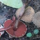 Melanophyllum haematospermum (ciemnoblaszek krwistozarodnikowy)
