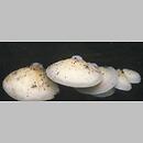 znalezisko 19991024.3.99 - Crepidotus mollis (ciżmówka miękka); Dolny Śląsk, dolina Odry