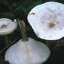 Melanoleuca verrucipes (ciemnobiałka brodawkowanotrzonowa)