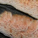 Mycoacia gilvescens (woszczyneczka żółknąca)