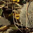 Typhula phacorrhiza (paÅ‚ecznica grubonasadowa)