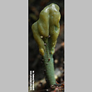 Microglossum viride (maÅ‚ozorek zielony)