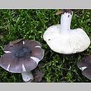 Russula sect. Polychromae ssect. Lilaceinae