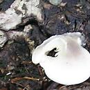 Hohenbuehelia reniformis (bocznianka nerkowata)