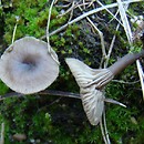 Arrhenia baeospora