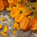 Byssonectria terrestris (oranżówka naziemna)