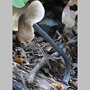 Entoloma placidum (dzwonkÃ³wka niebieskofioletowa)