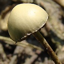 Deconica merdaria (łysiczka pomiotowa)