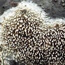 Mycoacia fuscoatra (woszczyneczka czerniejąca)