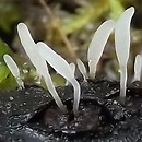 Typhula spathulata