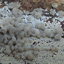 Syzygospora pallida (grzyboniszczka korownicowa)