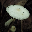Leucocoprinus cygneus (jedwabniczek biały)