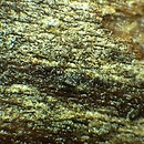Peniophorella pallida (strzępkoskórka blada)