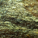Peniophorella (strzępkoskórka)