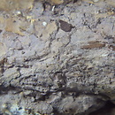Tulasnella pallida (śluzowoszczka międzyrzecka)