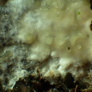 Colacogloea peniophorae (płaskolepnica powłocznicowa)