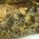 Tulasnella eichleriana (śluzowoszczka podlaska)