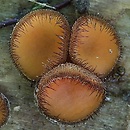 Scutellinia crinita
