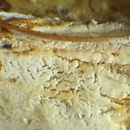 Trechispora cohaerens (szorstkozarodniczka szerokozarodnikowa)
