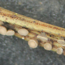 Pseudohelotium pineti