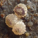 Ascobolus sacchariferus (rzutka cukrowana)