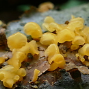 Guepiniopsis (kieliszkówka)