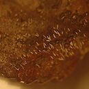 Ceratellopsis aculeata