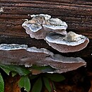 Cyanosporus alni (drobnoporek modrobiały)