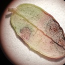 Exobasidium rostrupii (płaskosz żurawiny)