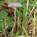 Parasola plicatilis-similis